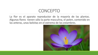 CONCEPTO
La flor es el aparato reproductor de la mayoría de las plantas.
Algunas flores tienen sólo la parte masculina, el polen, contenido en
las anteras, unas bolsitas en el extremo de los estambres.
 