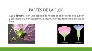 PARTES DE LA FLOR
Los sépalos.- son una especie de hojitas de color verde que cubren
y protegen a la flor cuando está todavía cerrada formando el capullo
floral.
 