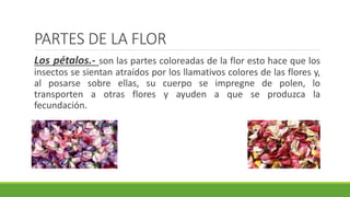 PARTES DE LA FLOR
Los pétalos.- son las partes coloreadas de la flor esto hace que los
insectos se sientan atraídos por los llamativos colores de las flores y,
al posarse sobre ellas, su cuerpo se impregne de polen, lo
transporten a otras flores y ayuden a que se produzca la
fecundación.
 