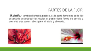 PARTES DE LA FLOR
El pistilo.- también llamado gineceo, es la parte femenina de la flor
encargada de producir los óvulos el pistilo tiene forma de botella y
presenta tres partes: el estigma, el estilo y el ovario.
 
