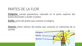 PARTES DE LA FLOR
Estigma: cuerpo glanduloso, colocado en la parte superior del
pistilo destinado a recibir el polen.
Estilo: parte del pistilo que sostiene el estigma.
Ovario: Parte inferior del pistilo que contiene el rudimento de la
semilla.
 