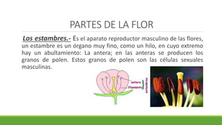 PARTES DE LA FLOR
Los estambres.- Es el aparato reproductor masculino de las flores,
un estambre es un órgano muy fino, como un hilo, en cuyo extremo
hay un abultamiento: La antera; en las anteras se producen los
granos de polen. Estos granos de polen son las células sexuales
masculinas.
 