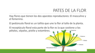 PATES DE LA FLOR
Hay flores que tienen los dos aparatos reproductores: El masculino y
el femenino.
El pedúnculo floral es un tallito que une la flor al tallo de la planta.
El receptáculo floral esta parte de la flor es la que sostiene a los
pétalos, sépalos, pistilo y estambres.
 