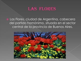                 las  flores Las Flores, ciudad de Argentina, cabecera del partido homónimo, situada en el sector central de la provincia de Buenos Aires.  