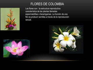 FLORES DE COLOMBIA
Las flores son : la estructura reproductiva
característica de las plantas llamadas
espermatofitas o fanerógamas. La función de una
flor es producir semillas a través de la reproducción
sexual.
 