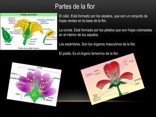Partes de la flor
 El cáliz. Está formado por los sépalos, que son un conjunto de
 hojas verdes en la base de la flor.

 La corola. Está formada por los pétalos que son hojas coloreadas
 en el interior de los sépalos.

 Los estambres. Son los órganos masculinos de la flor.

 El pistilo. Es el órgano femenino de la flor.
 