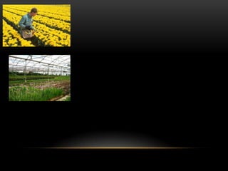 Las flores de colombia