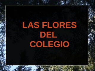 LAS FLORES
DEL
COLEGIO
 