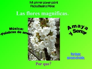 Las flores magnificas. Por que? Mi primer power point Paola Beatriz Pérez Música: &quot;Palabras de amor&quot; Amaya  y  Serrat Por favor, no uses el ratón. 