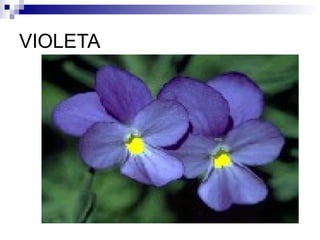 VIOLETA
 
