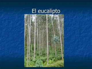 El eucalipto 