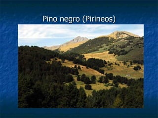 Pino negro (Pirineos) 