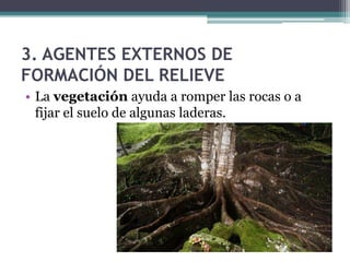 3. AGENTES EXTERNOS DE
FORMACIÓN DEL RELIEVE
• La vegetación ayuda a romper las rocas o a
  fijar el suelo de algunas laderas.
 