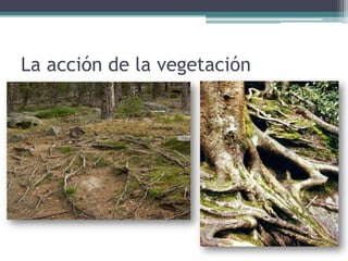 La acción de la vegetación
 