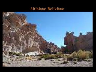 Altiplano Boliviano 