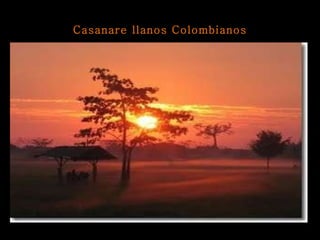 Casanare llanos Colombianos 