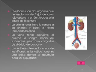    Los riñones son dos órganos que
    tienen forma de frejol de color
    rojo-oscuro y están situados a la
    altura de la cintura
   La arteria renal lleva la sangre a
    los riñones y estos lo filtran
    formando la orina
   La vena renal devuelve al
    cuerpo la sangre limpia de
    sustancias ,pero aun cargadas
    de dióxido de carbono.
   Los uréteres llevan la orina de
    los riñones a la vejiga ,que es
    una bolsa donde se acumula
    para ser expulsada.



                                         11
 