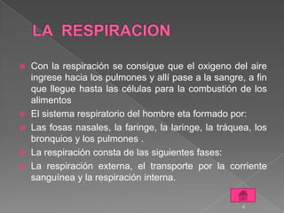  Con la respiración se consigue que el oxigeno del aire
  ingrese hacia los pulmones y allí pase a la sangre, a fin
  que llegue hasta las células para la combustión de los
  alimentos
 El sistema respiratorio del hombre eta formado por:
 Las fosas nasales, la faringe, la laringe, la tráquea, los
  bronquios y los pulmones .
 La respiración consta de las siguientes fases:
 La respiración externa, el transporte por la corriente
  sanguínea y la respiración interna.

                                                      6
 