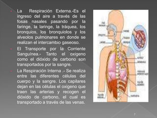 •   La     Respiración Externa.-Es el
    ingreso del aire a través de las
    fosas nasales pasando por la
    faringe, la laringe, la tráquea, los
    bronquios, los bronquiolos y los
    alveolos pulmonares en donde se
    realizan el intercambio gaseoso.
•   El Transporte por la Corriente
    Sanguínea.- Tanto el oxigeno
    como el dióxido de carbono son
    transportados por la sangre.
•   La Respiración Interna .- Se realiza
    entre las diferentes células del
    cuerpo y la sangre. Los capilares
    dejan en las células el oxigeno que
    traen las arterias y recogen el
    dióxido de carbono, el cual es
    transportado a través de las venas.

                                           7
 