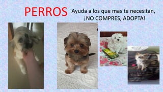 PERROS Ayuda a los que mas te necesitan,
¡NO COMPRES, ADOPTA!
 