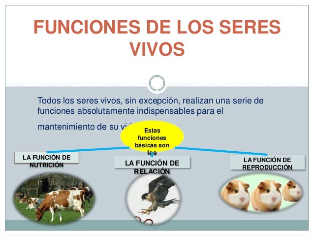 Funciones Basicas De Un Ser Vivo
