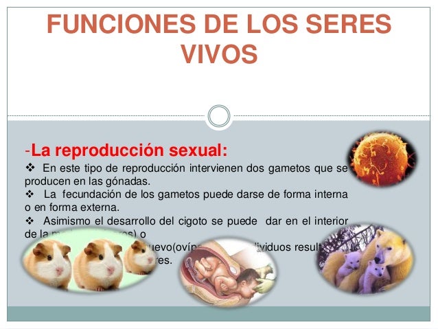 Resultado de imagen para Las funciones de reproducción