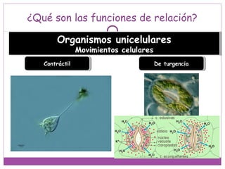 ¿Qué son las funciones de relación?
Organismos unicelulares
Movimientos celulares
Organismos unicelulares
Movimientos celulares
ContráctilContráctil De turgenciaDe turgencia
 