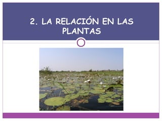 2. LA RELACIÓN EN LAS
PLANTAS
 