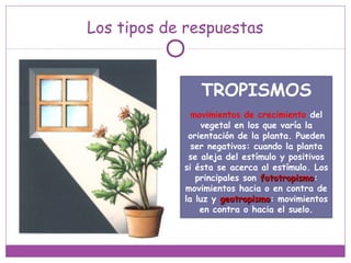 Los tipos de respuestas
TROPISMOS
movimientos de crecimiento del
vegetal en los que varía la
orientación de la planta. Pueden
ser negativos: cuando la planta
se aleja del estímulo y positivos
si ésta se acerca al estímulo. Los
principales son fototropismofototropismo:
movimientos hacia o en contra de
la luz y geotropismogeotropismo: movimientos
en contra o hacia el suelo.
 