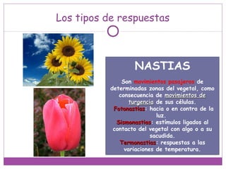 Los tipos de respuestas
NASTIAS
Son movimientos pasajeros de
determinadas zonas del vegetal, como
consecuencia de movimientos demovimientos de
turgenciaturgencia de sus células.
FotonastiasFotonastias: hacia o en contra de la
luz.
SismonastiasSismonastias: estímulos ligados al
contacto del vegetal con algo o a su
sacudida.
TermonastiasTermonastias: respuestas a las
variaciones de temperatura.
 