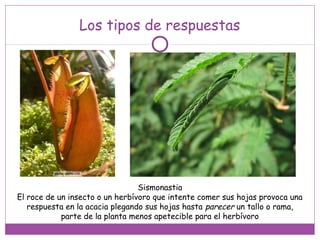 Los tipos de respuestas
Sismonastia
El roce de un insecto o un herbívoro que intente comer sus hojas provoca una
respuesta en la acacia plegando sus hojas hasta parecer un tallo o rama,
parte de la planta menos apetecible para el herbívoro
 