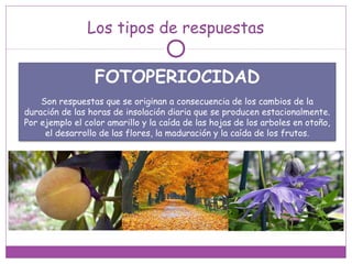 Los tipos de respuestas
FOTOPERIOCIDAD
Son respuestas que se originan a consecuencia de los cambios de la
duración de las horas de insolación diaria que se producen estacionalmente.
Por ejemplo el color amarillo y la caída de las hojas de los arboles en otoño,
el desarrollo de las flores, la maduración y la caída de los frutos.
 