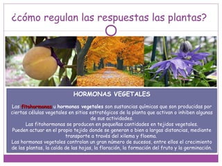 ¿cómo regulan las respuestas las plantas?
HORMONAS VEGETALES
Las fitohormonasfitohormonas u hormonas vegetales son sustancias químicas que son producidas por
ciertas células vegetales en sitios estratégicos de la planta que activan o inhiben algunas
de sus actividades.
Las fitohormonas se producen en pequeñas cantidades en tejidos vegetales.
Pueden actuar en el propio tejido donde se generan o bien a largas distancias, mediante
transporte a través del xilema y floema.
Las hormonas vegetales controlan un gran número de sucesos, entre ellos el crecimiento
de las plantas, la caída de las hojas, la floración, la formación del fruto y la germinación.
 