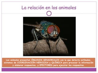 La relación en los animales
Los animales presentan ÓRGANOS SENSORIALES con la que detecta estímulos,
sistemas de COORDINACIÓN NERVIOSA y QUÍMICA para procesar la información
y elaborar respuestas, y EFECTORES para ejecutar las respuestas.
 