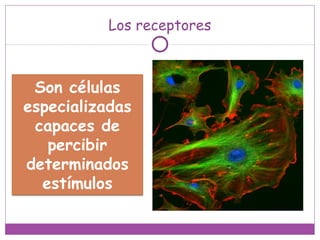 Los receptores
Son células
especializadas
capaces de
percibir
determinados
estímulos
 