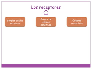 Los receptores
Simples células
nerviosas
Grupos de
células
sensitivas
Órganos
sensoriales
 