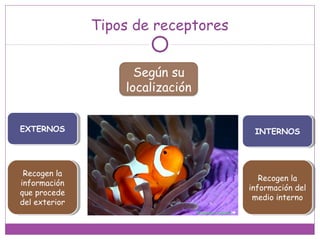 Tipos de receptores
EXTERNOSEXTERNOS
Según su
localización
INTERNOSINTERNOS
Recogen la
información
que procede
del exterior
Recogen la
información
que procede
del exterior
Recogen la
información del
medio interno
Recogen la
información del
medio interno
 