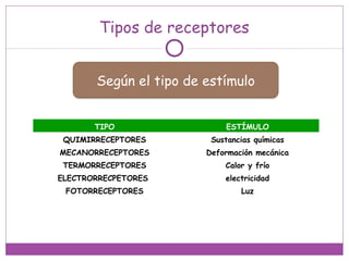 Tipos de receptores
Según el tipo de estímulo
TIPO ESTÍMULO
QUIMIRRECEPTORES Sustancias químicas
MECANORRECEPTORES Deformación mecánica
TERMORRECEPTORES Calor y frío
ELECTRORRECPETORES electricidad
FOTORRECEPTORES Luz
 
