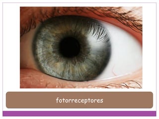 fotorreceptores
 