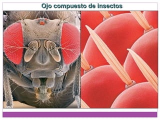 Ojo compuesto de insectosOjo compuesto de insectos
 