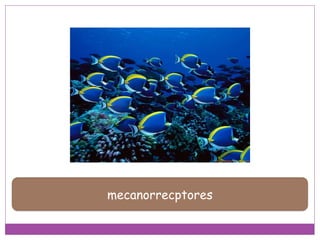 mecanorrecptores
 