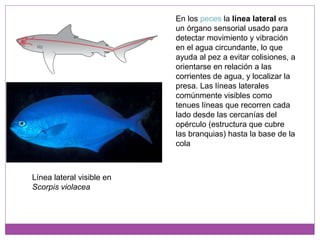 En los peces la línea lateral es
un órgano sensorial usado para
detectar movimiento y vibración
en el agua circundante, lo que
ayuda al pez a evitar colisiones, a
orientarse en relación a las
corrientes de agua, y localizar la
presa. Las líneas laterales
comúnmente visibles como
tenues líneas que recorren cada
lado desde las cercanías del
opérculo (estructura que cubre
las branquias) hasta la base de la
cola
Línea lateral visible en
Scorpis violacea
 