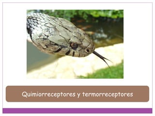 Quimiorreceptores y termorreceptores
 