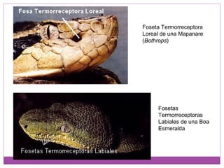 Foseta Termorreceptora
Loreal de una Mapanare
(Bothrops)
Fosetas
Termorreceptoras
Labiales de una Boa
Esmeralda
 