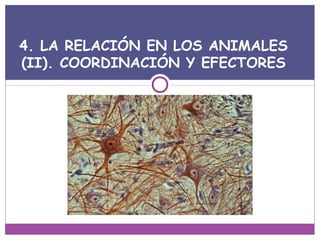 4. LA RELACIÓN EN LOS ANIMALES
(II). COORDINACIÓN Y EFECTORES
 