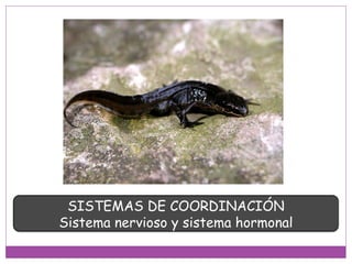 SISTEMAS DE COORDINACIÓN
Sistema nervioso y sistema hormonal
 