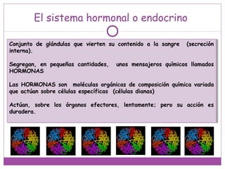 El sistema hormonal o endocrino
Conjunto de glándulas que vierten su contenido a la sangre (secreción
interna).
Segregan, en pequeñas cantidades, unos mensajeros químicos llamados
HORMONAS
Las HORMONAS son moléculas orgánicas de composición química variada
que actúan sobre células específicas (células dianas)
Actúan, sobre los órganos efectores, lentamente; pero su acción es
duradera.
Conjunto de glándulas que vierten su contenido a la sangre (secreción
interna).
Segregan, en pequeñas cantidades, unos mensajeros químicos llamados
HORMONAS
Las HORMONAS son moléculas orgánicas de composición química variada
que actúan sobre células específicas (células dianas)
Actúan, sobre los órganos efectores, lentamente; pero su acción es
duradera.
 
