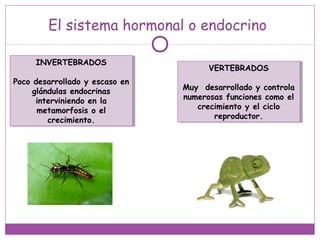 El sistema hormonal o endocrino
INVERTEBRADOS
Poco desarrollado y escaso en
glándulas endocrinas
interviniendo en la
metamorfosis o el
crecimiento.
INVERTEBRADOS
Poco desarrollado y escaso en
glándulas endocrinas
interviniendo en la
metamorfosis o el
crecimiento.
VERTEBRADOS
Muy desarrollado y controla
numerosas funciones como el
crecimiento y el ciclo
reproductor.
VERTEBRADOS
Muy desarrollado y controla
numerosas funciones como el
crecimiento y el ciclo
reproductor.
 