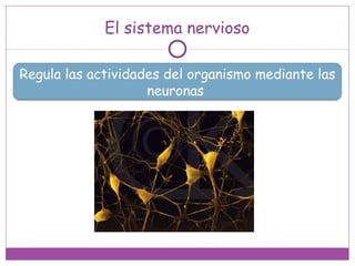 El sistema nervioso
Regula las actividades del organismo mediante las
neuronas
 