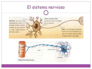 El sistema nervioso
 